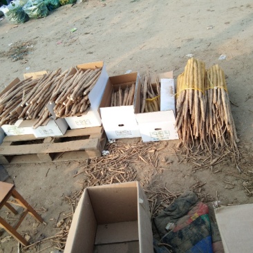 小白嘴山药