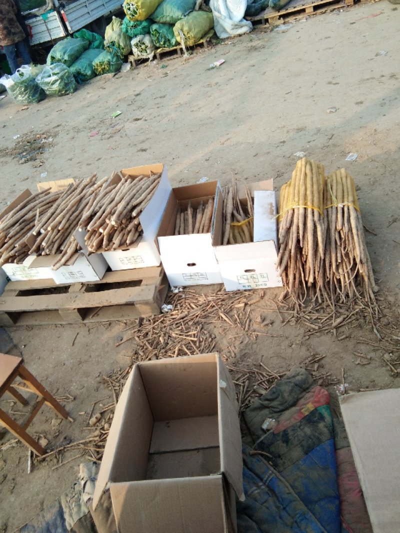 小白嘴山药