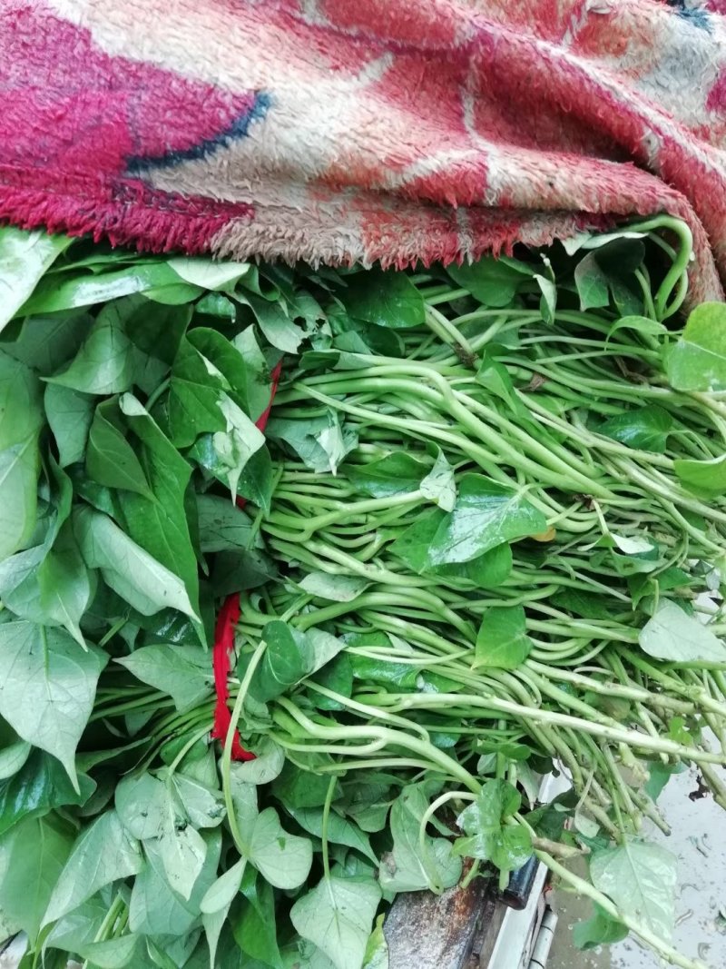 脱毒原种高剪红薯苗，长度25～35公分。
