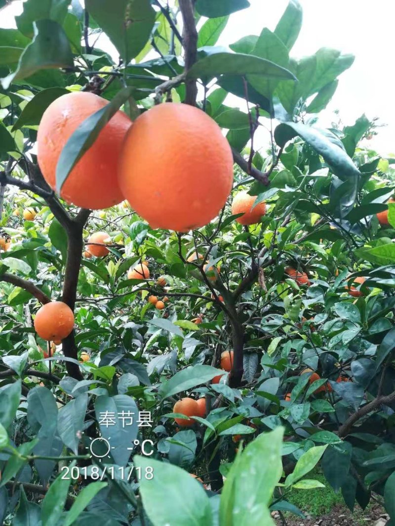 奉节脐橙一件代发
