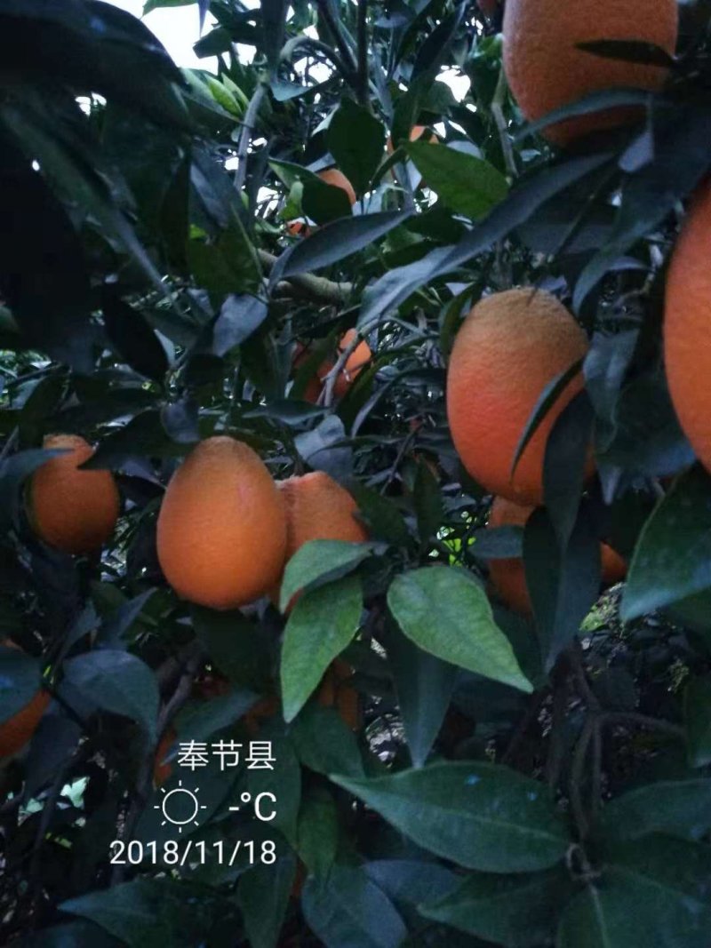 奉节脐橙一件代发