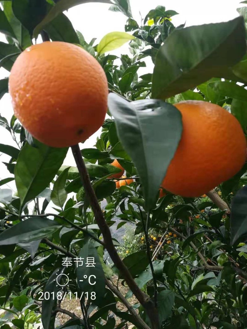 奉节脐橙一件代发