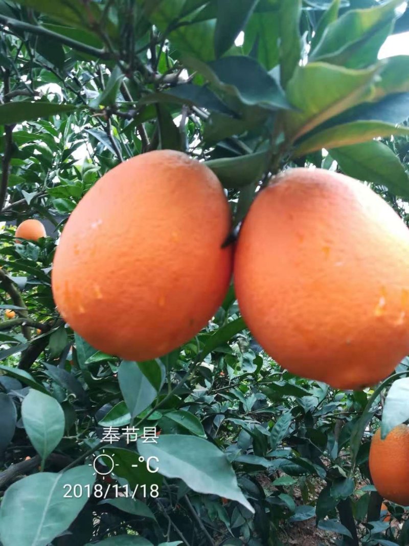 奉节脐橙一件代发