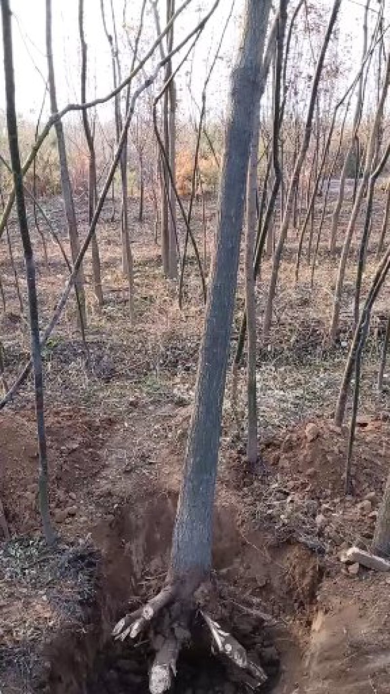 国槐定植树大叶女贞小苗