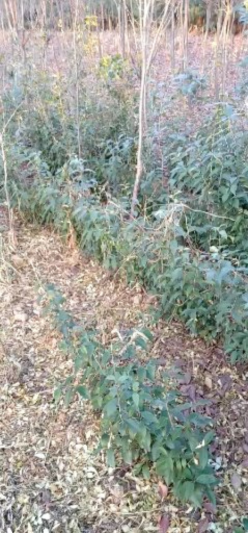 国槐定植树大叶女贞小苗