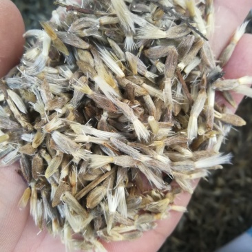 改良白术种子
