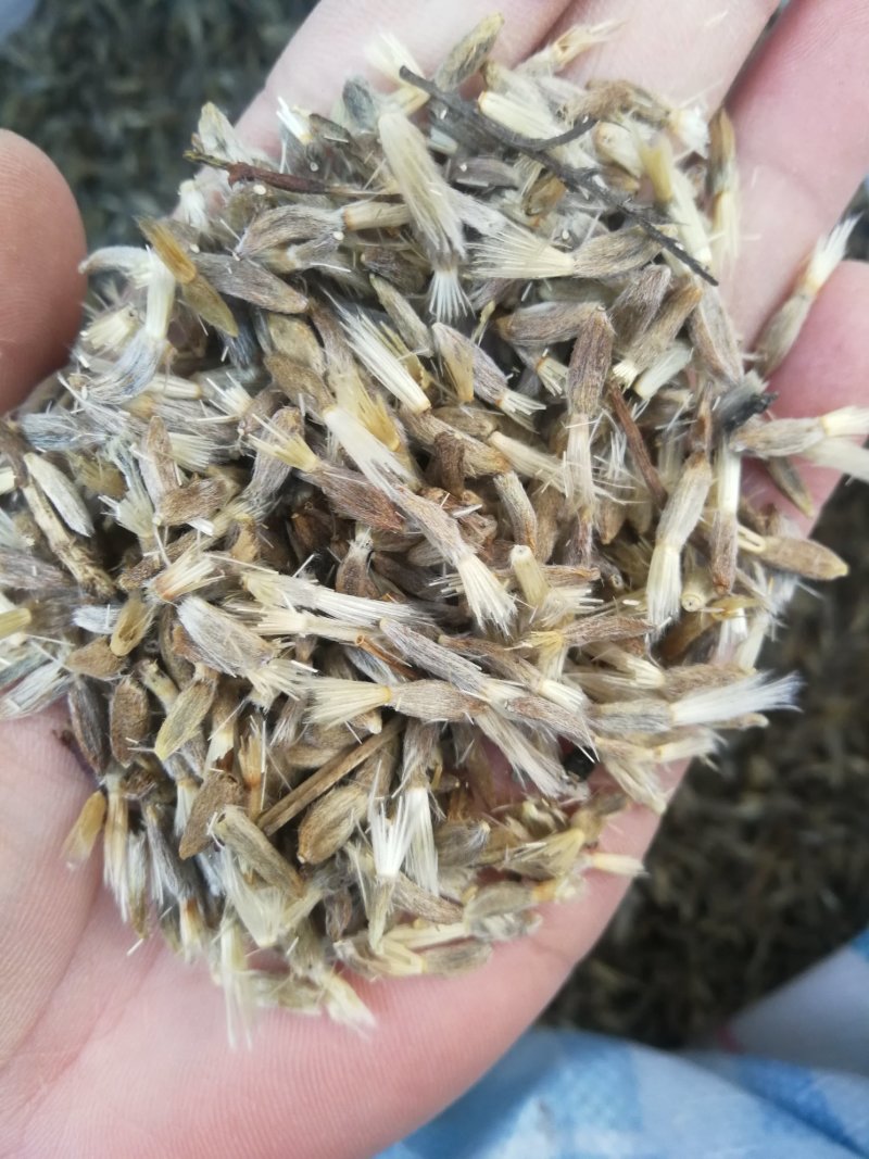 改良白术种子
