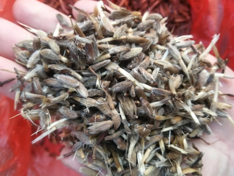 改良白术种子