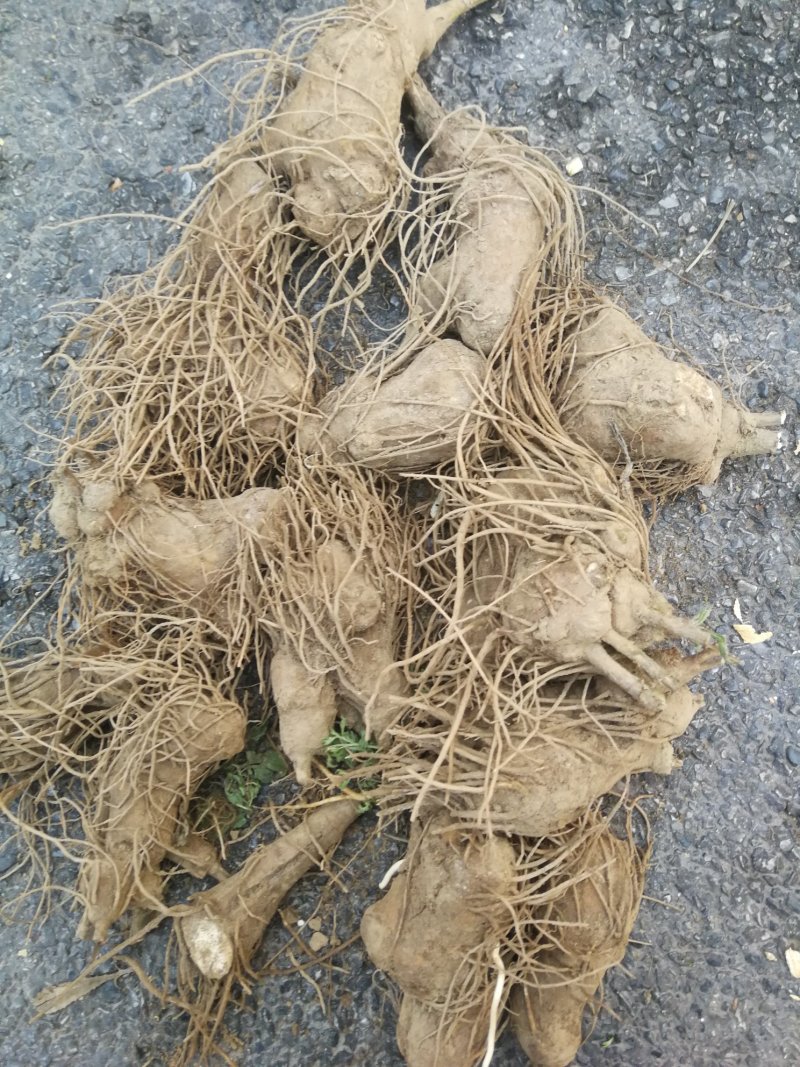 改良白术种子