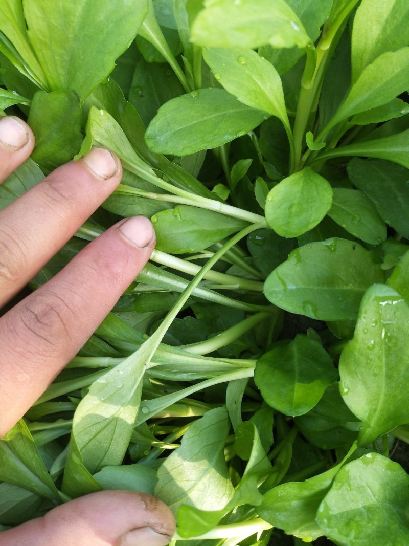 马兰头，蔬菜，野菜特菜，马兰头