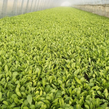 马兰头，蔬菜，野菜特菜，马兰头