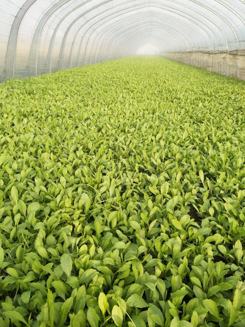 马兰头，蔬菜，野菜特菜，马兰头