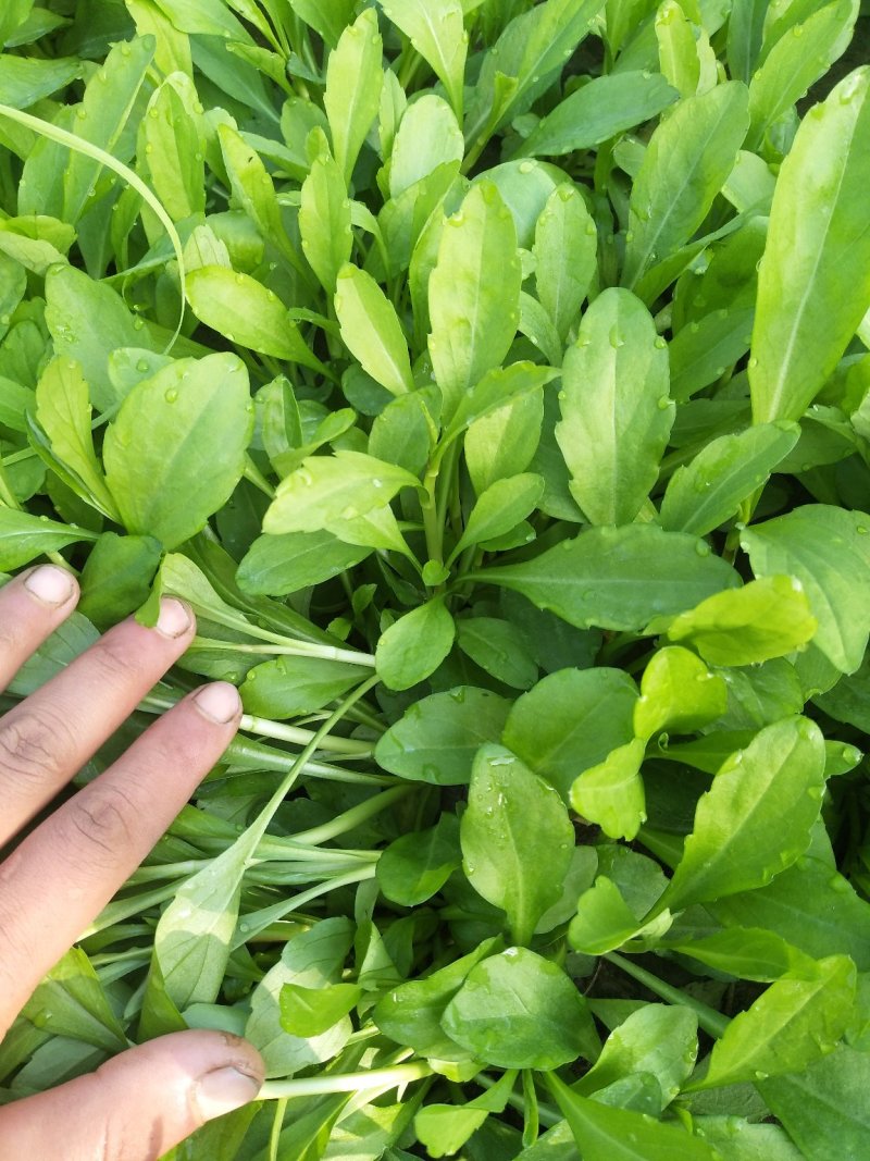 马兰头，蔬菜，野菜特菜，马兰头