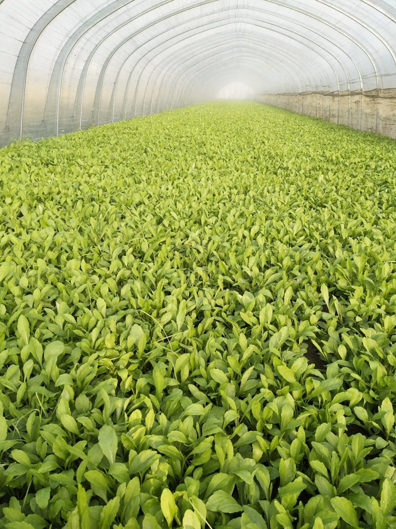 马兰头，蔬菜，野菜特菜，马兰头