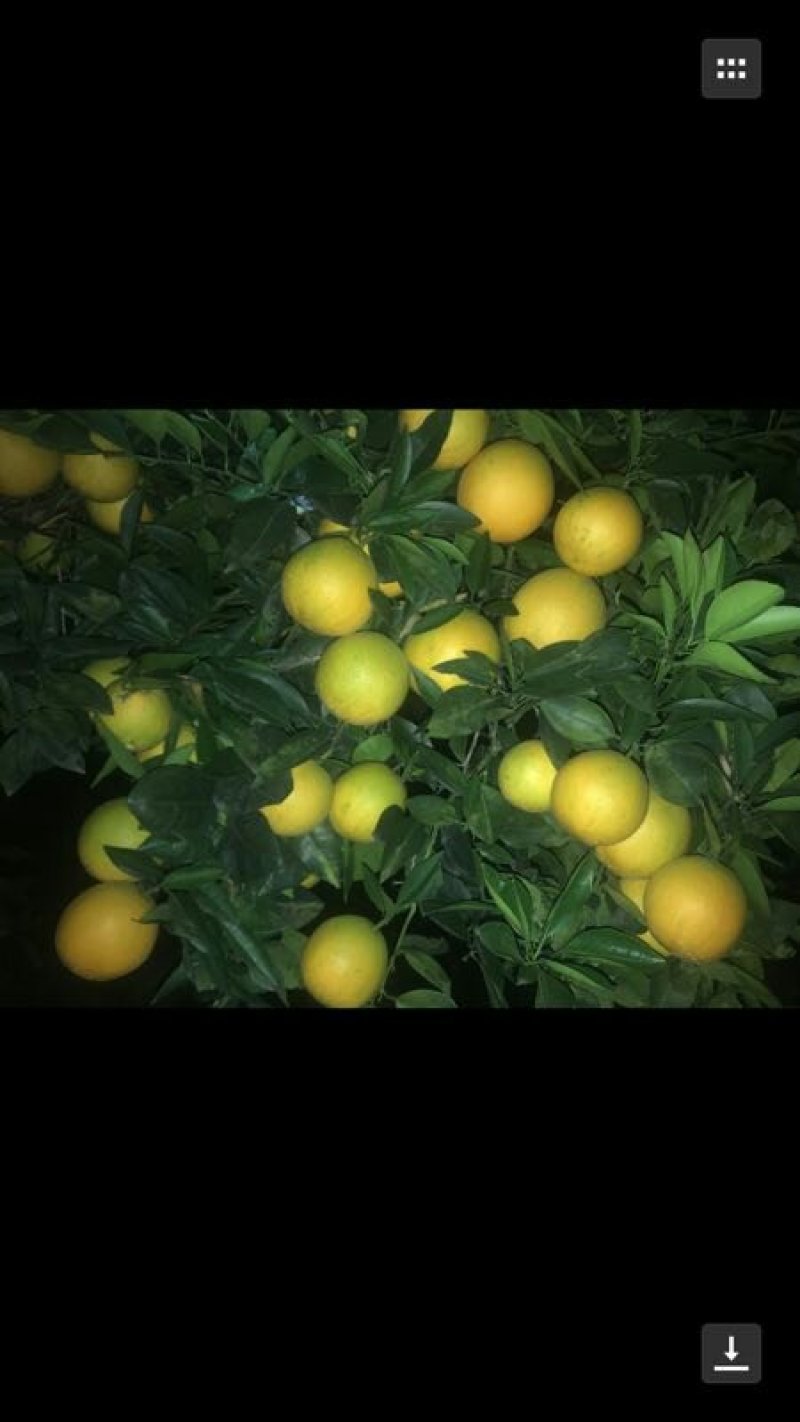 卡拉卡拉红肉脐橙/纯度品质保证，签订合同免费技术指导
