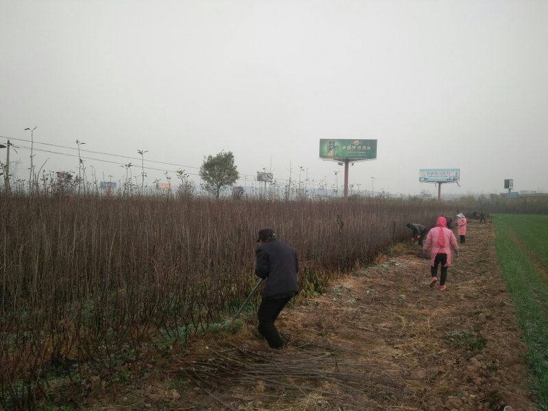 苹果苗