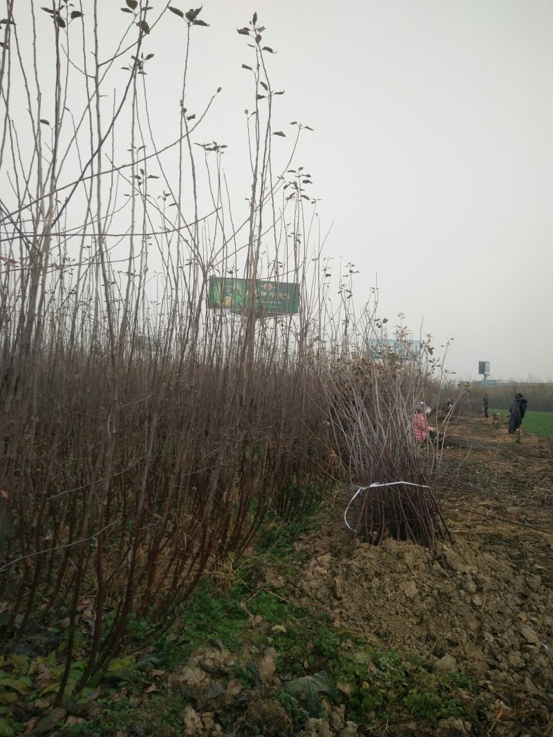 苹果苗