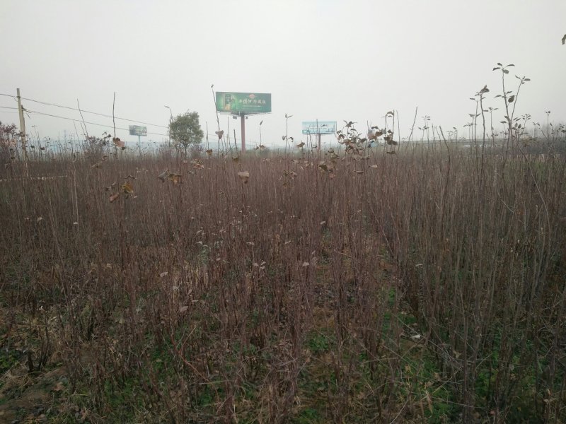 苹果苗