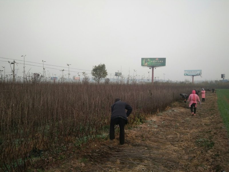 苹果苗