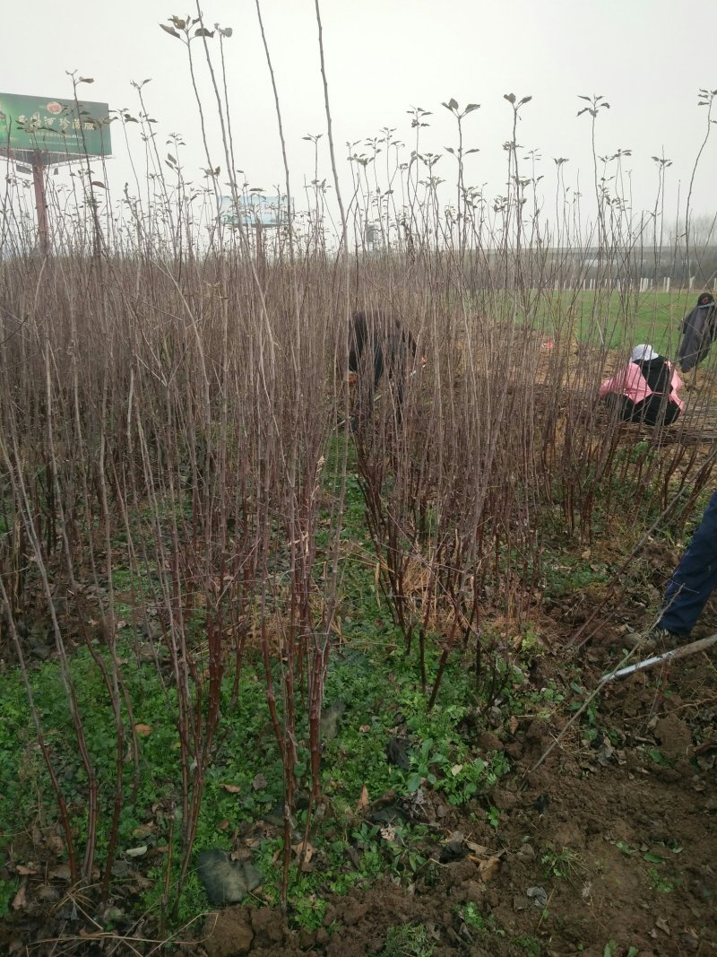 苹果苗