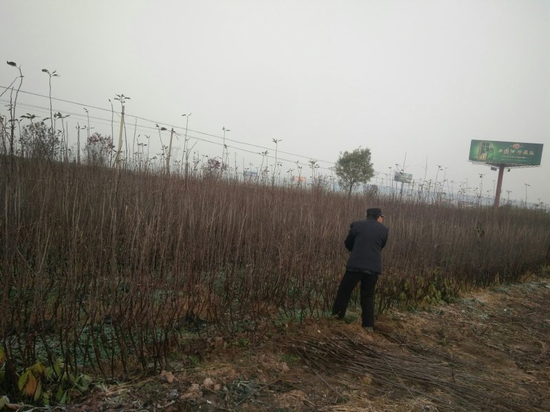 苹果苗