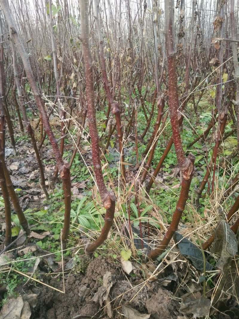 苹果苗