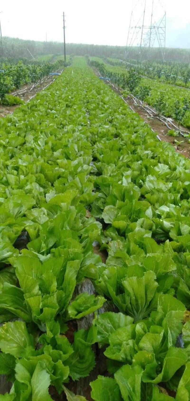 大叶香菜20~30厘米