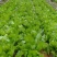 大叶香菜20~30厘米