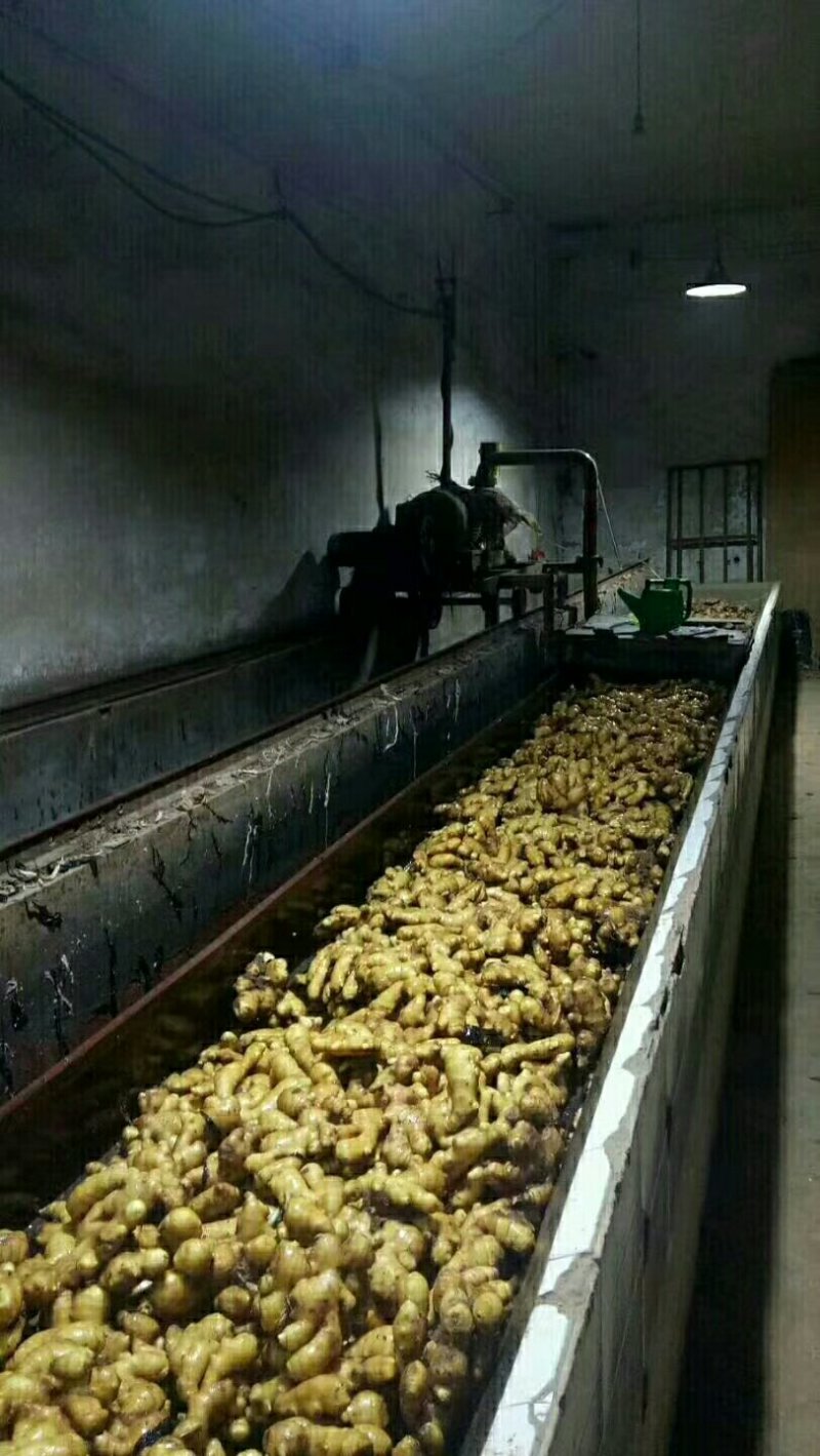 优质大黄姜，老姜产地直销，货源充足，代发全国