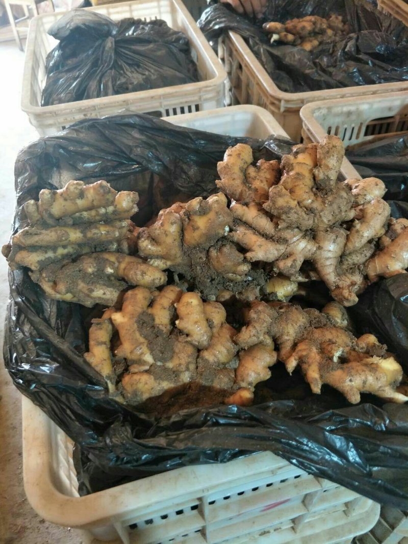 优质大黄姜，老姜产地直销，货源充足，代发全国