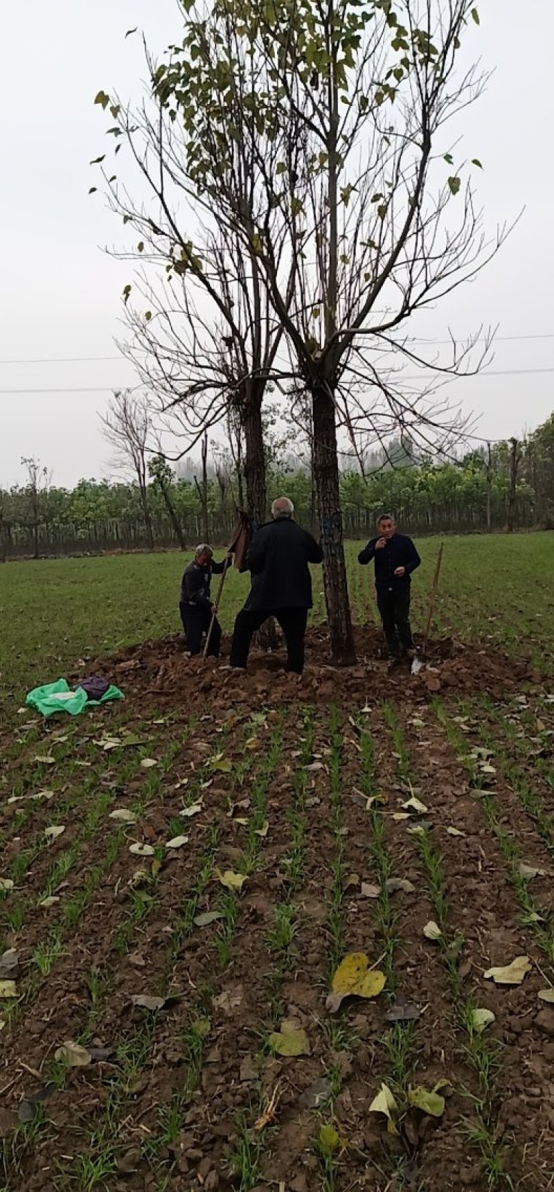 楸树1-30大量出售