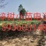 楸树1-30大量出售