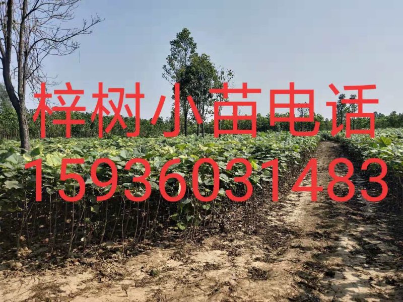 楸树1-30大量出售