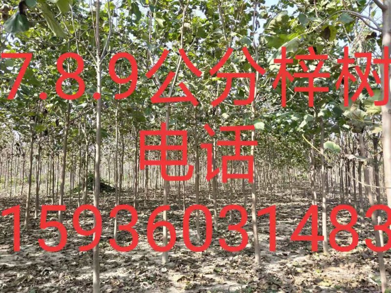 楸树1-30大量出售