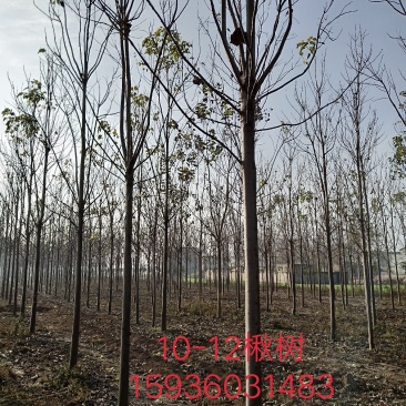 楸树1-30大量出售