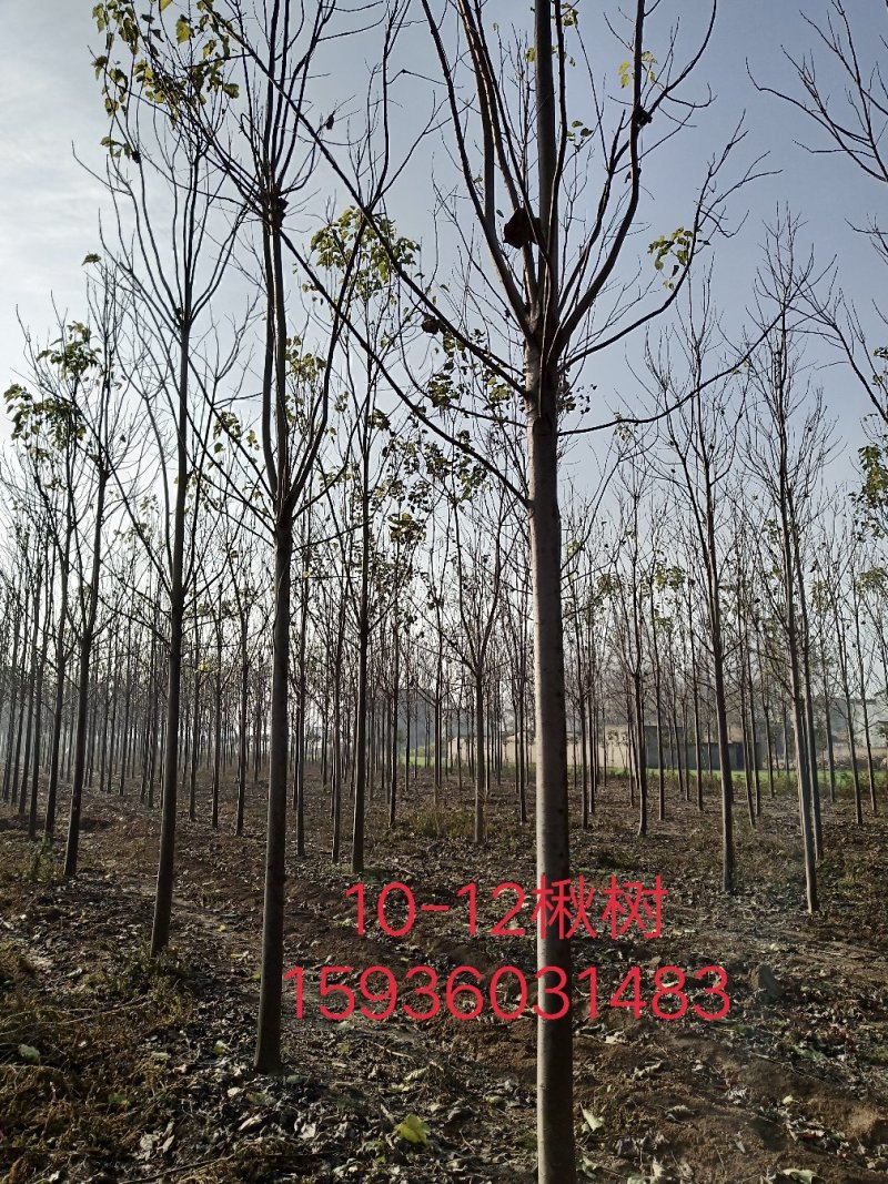 楸树1-30大量出售