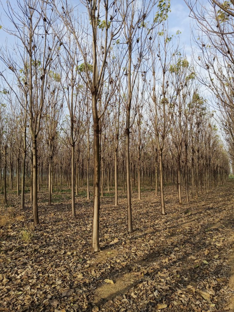 楸树1-30大量出售