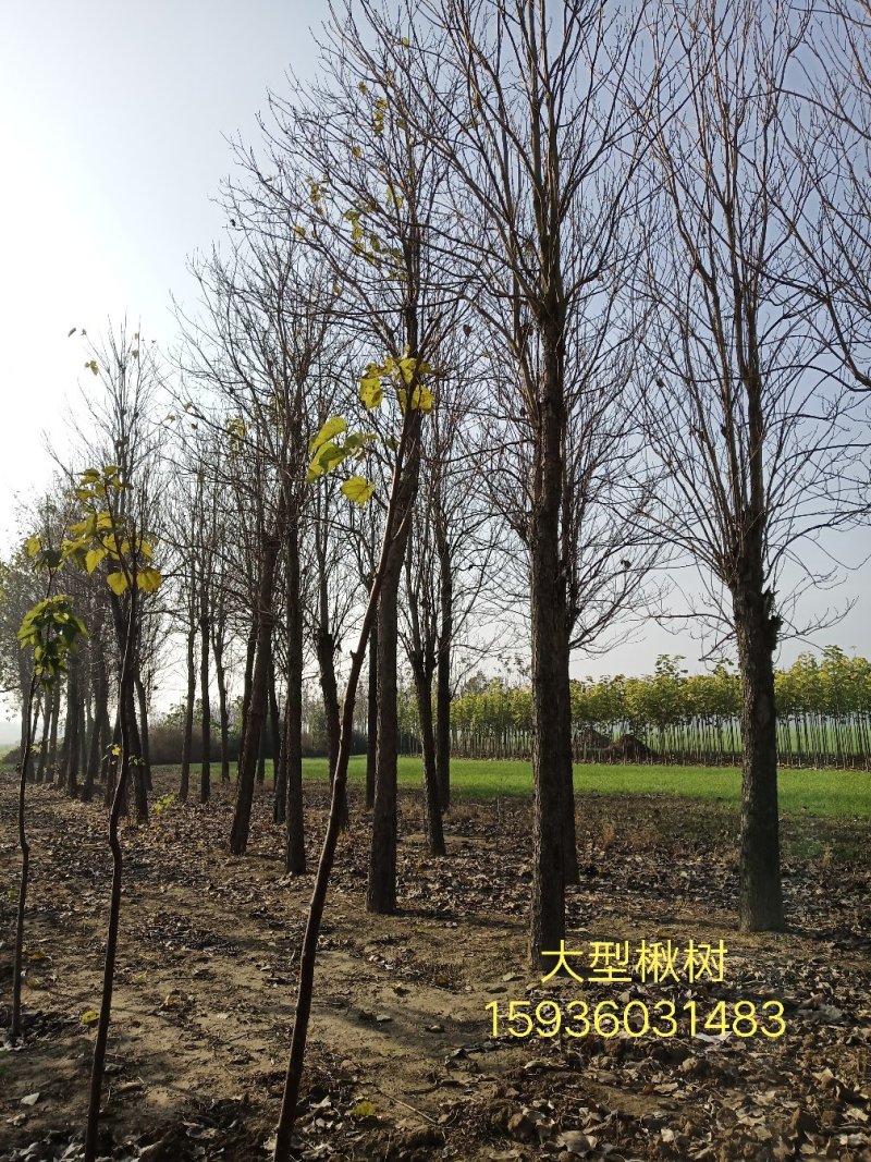 楸树1-30大量出售