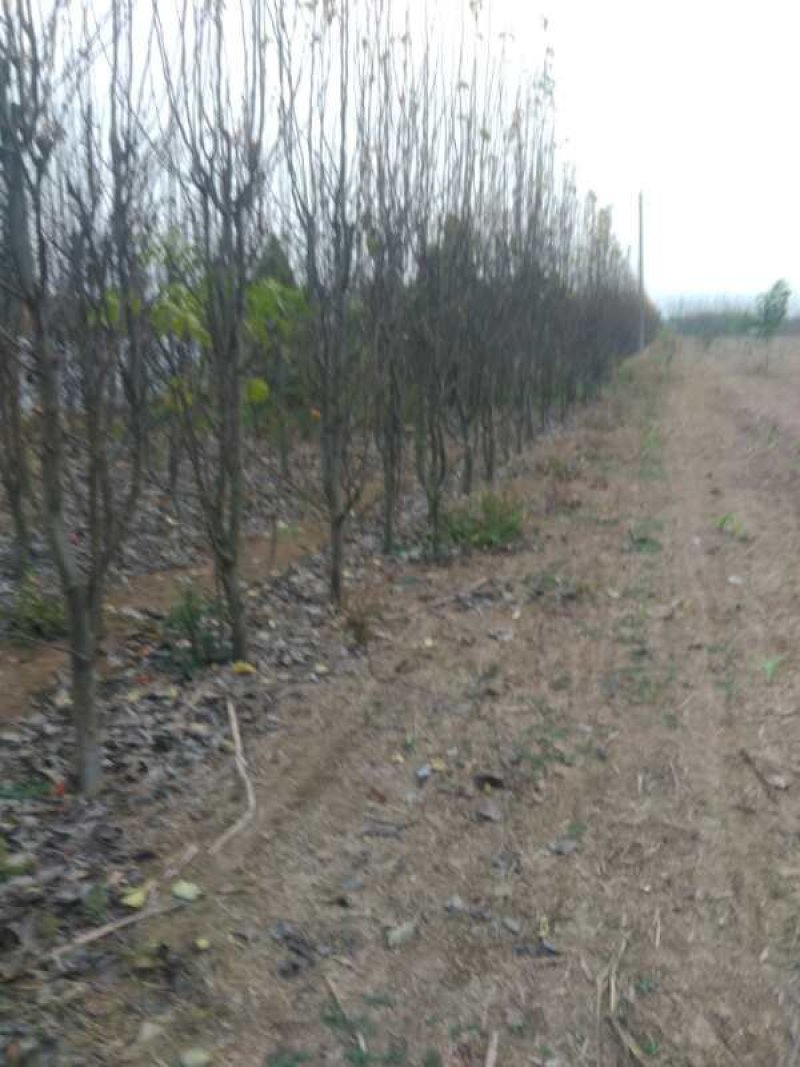 梨树