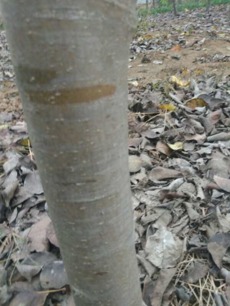 梨树