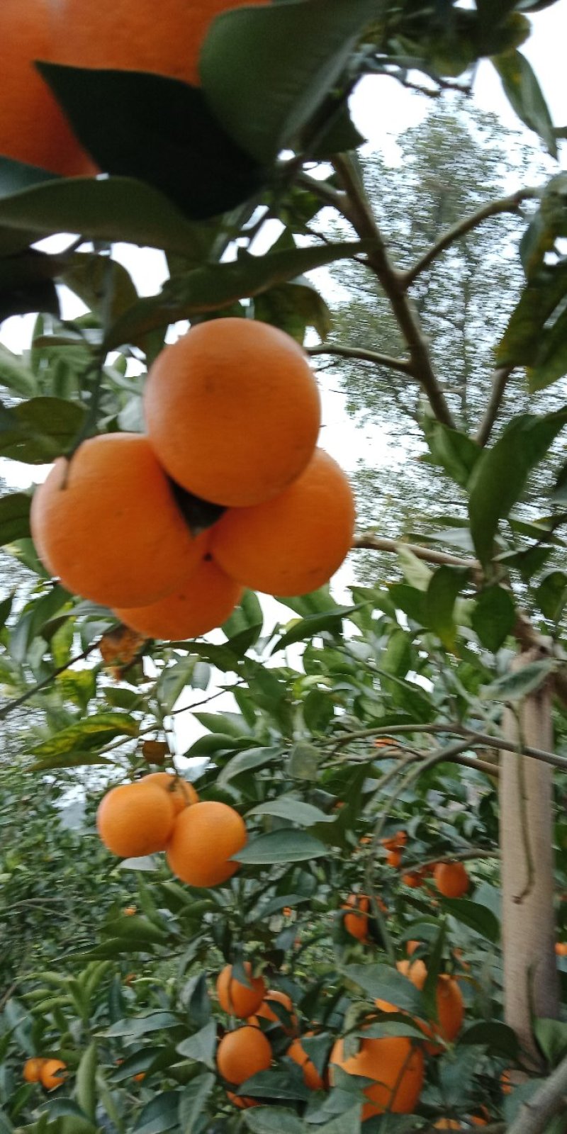 塔洛科。血橙。
