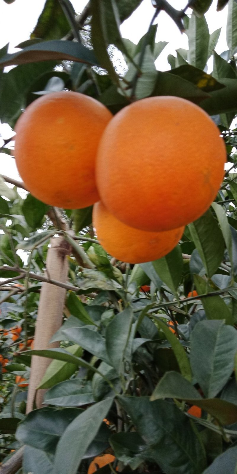 塔洛科。血橙。