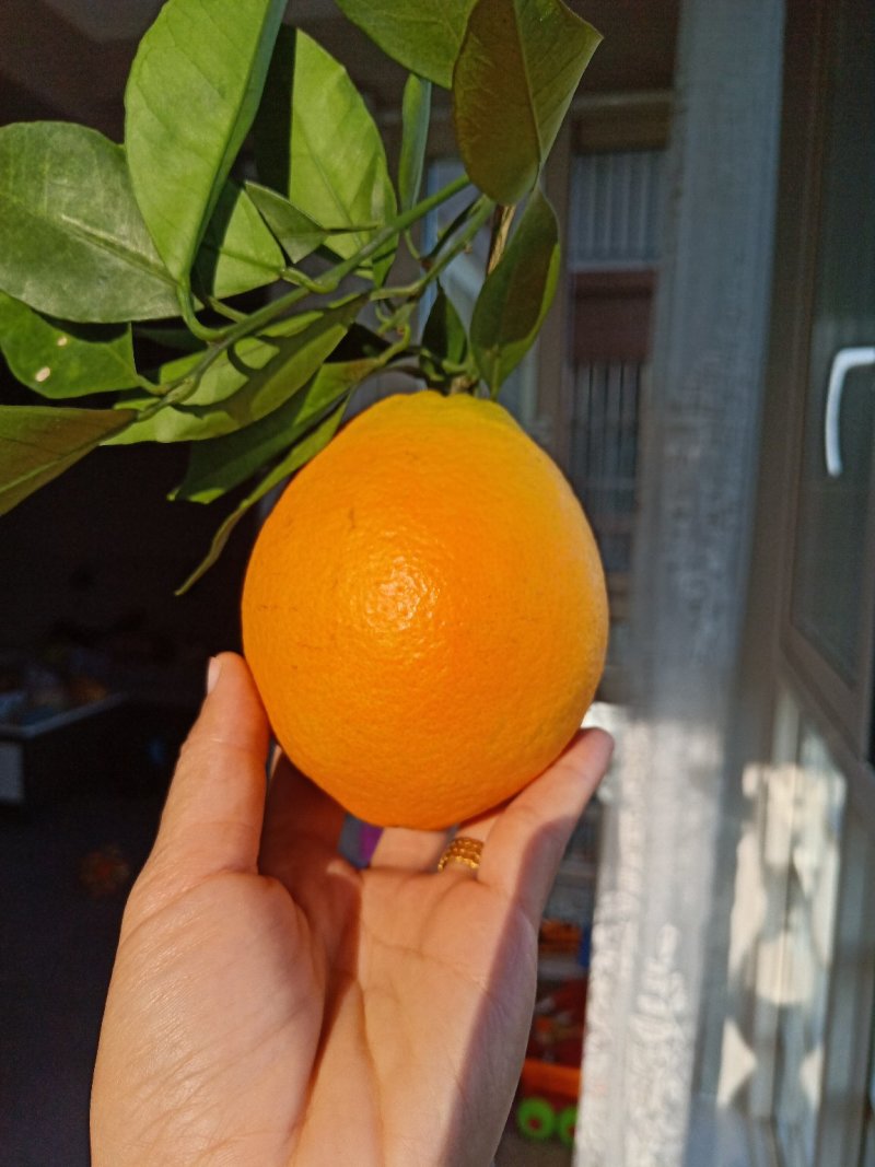 攀枝花阳光纽荷尔脐橙