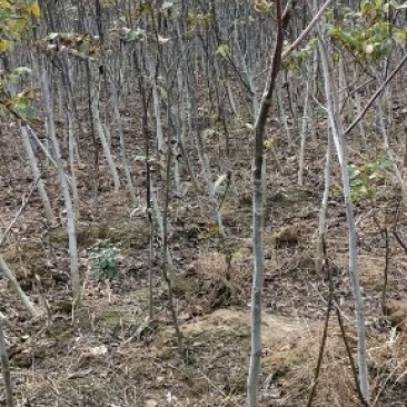 核桃苗34567公分核桃苗占地果树核桃苗