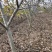 核桃苗34567公分核桃苗占地果树核桃苗