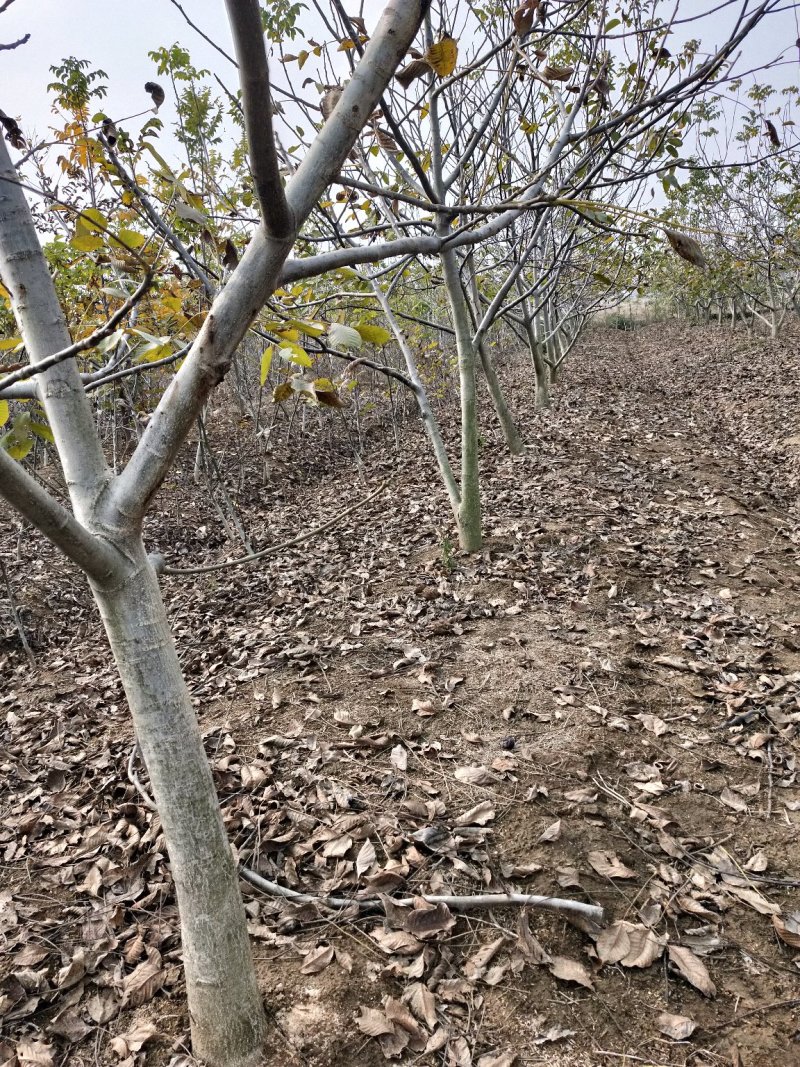 核桃苗34567公分核桃苗占地果树核桃苗