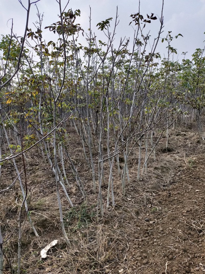 核桃苗34567公分核桃苗占地果树核桃苗