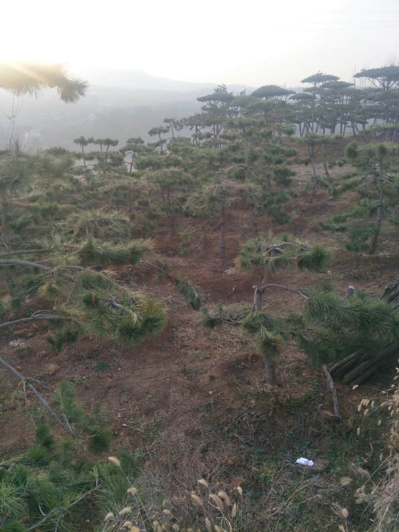 造型松
