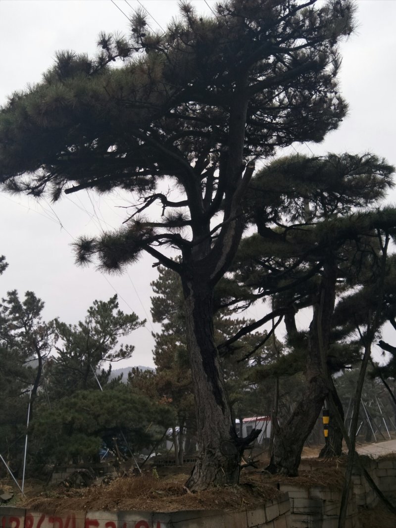 造型松