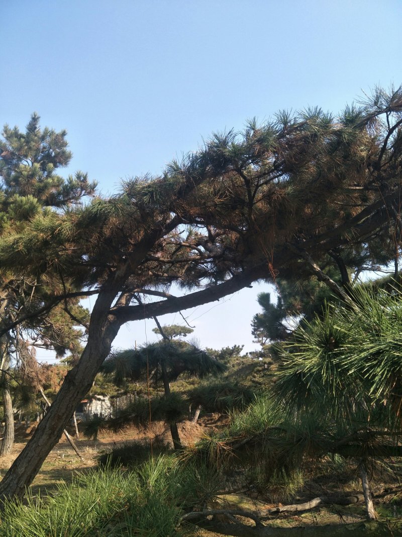 造型松